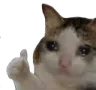 cat2