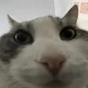 ayo