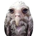 digidaw