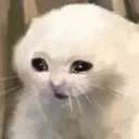 crying_cat