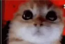 angicat