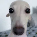 dog_wat dog_wat
