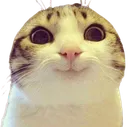 S1CuteCat