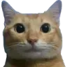 catstare