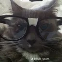 Catnerd catnerd Discord Emoji