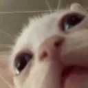 catwuhhh Discord Emoji