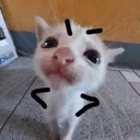 Catangy catangy Discord Emoji