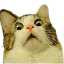 xx_kittyshocked Discord emoji
