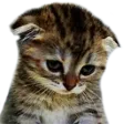 sad_cat