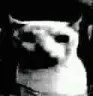 despaircat