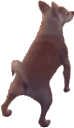 3625dogtwerk