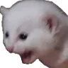 catscream