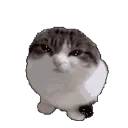 PD_eggs