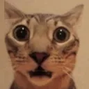 catscared