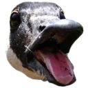 goosePog Discord Emoji