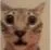 cat_sorpresa