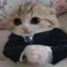 CatBased