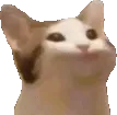 pauseCat