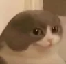 PD_bald