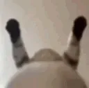 catfight