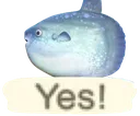 Yes