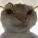 cat_sus cat_sus