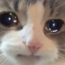 tp_catcry
