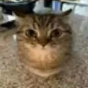 cat3