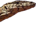 sleef