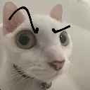 sus_cat sus_cat