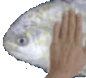 FishPat