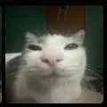 miau