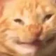 cat_grin cat_grin