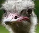 Emu