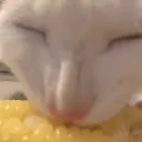 c_feasting