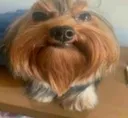 cachorrinho