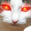 catAngery