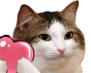 catlove catlove