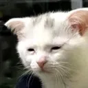 Catsad catsad Discord Emoji