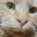 ThePolyCat Discord Emoji