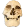 MA_Skullethan
