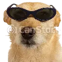 cooldog