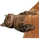 meowmeow