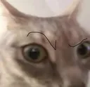 eyebrowraise