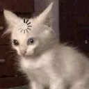 Loading Cat Discord Emoji