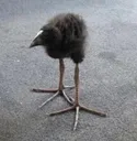 :birb: