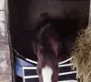 horseyes