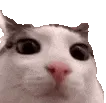 Plink