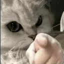 Catpointingyou