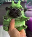 gloob